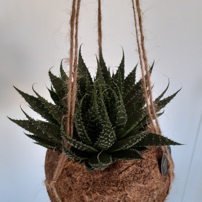 kokedama