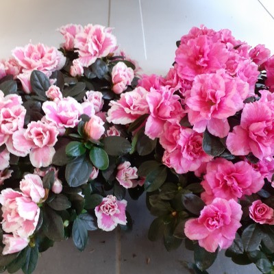 plantes fleuries d