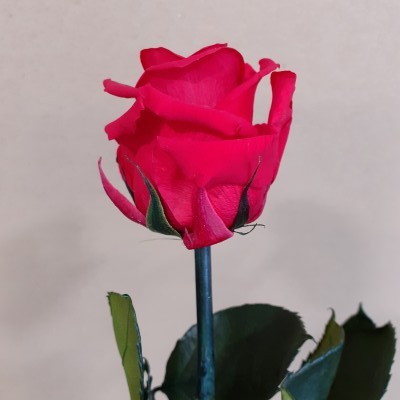 Rose éternelle 50cm