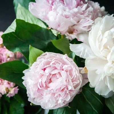 Bouquet rose Pivoine